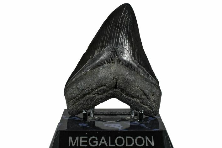 Fossil Megalodon Tooth - South Carolina #360786